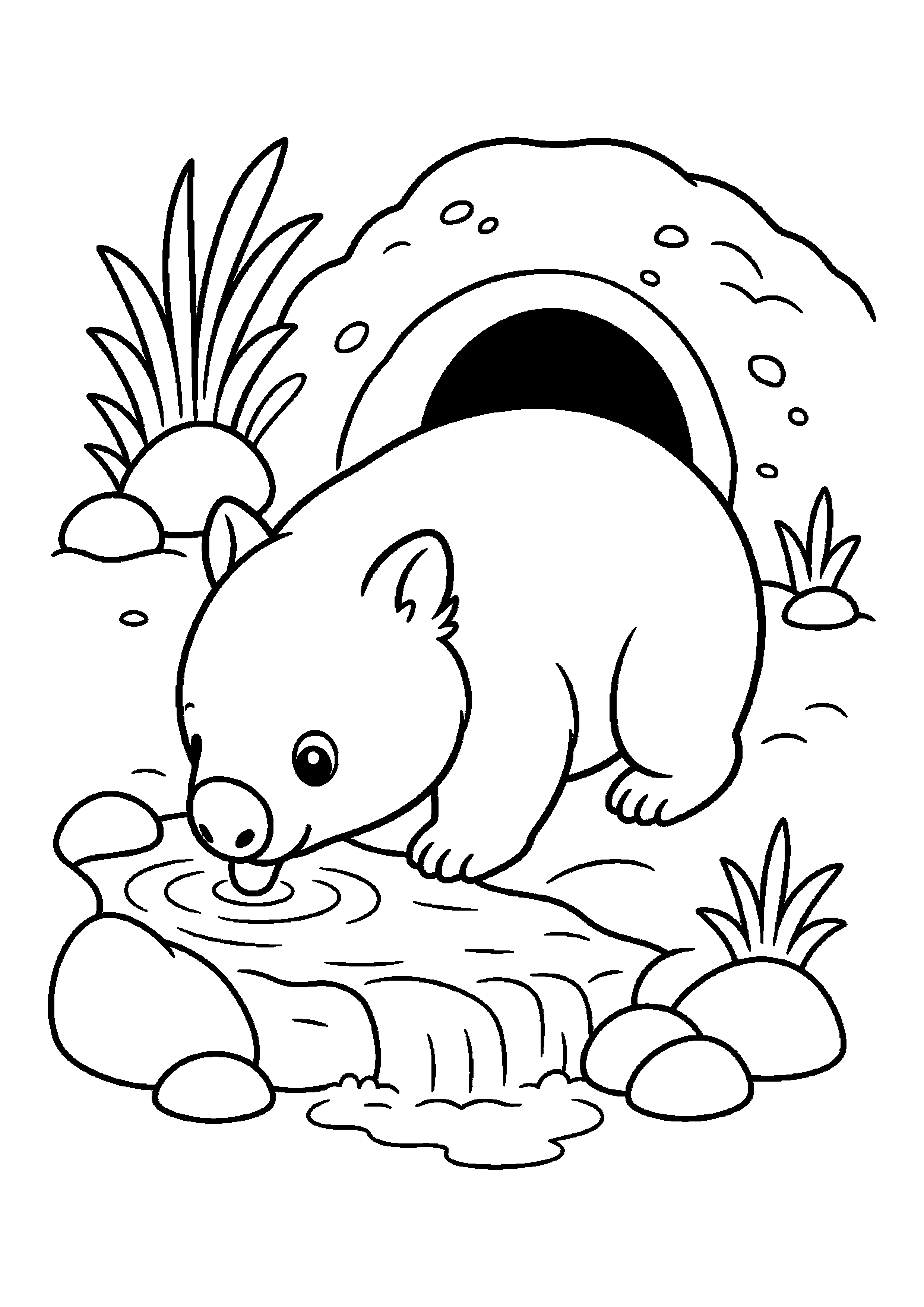 Wombat pije wodę z małego źródła