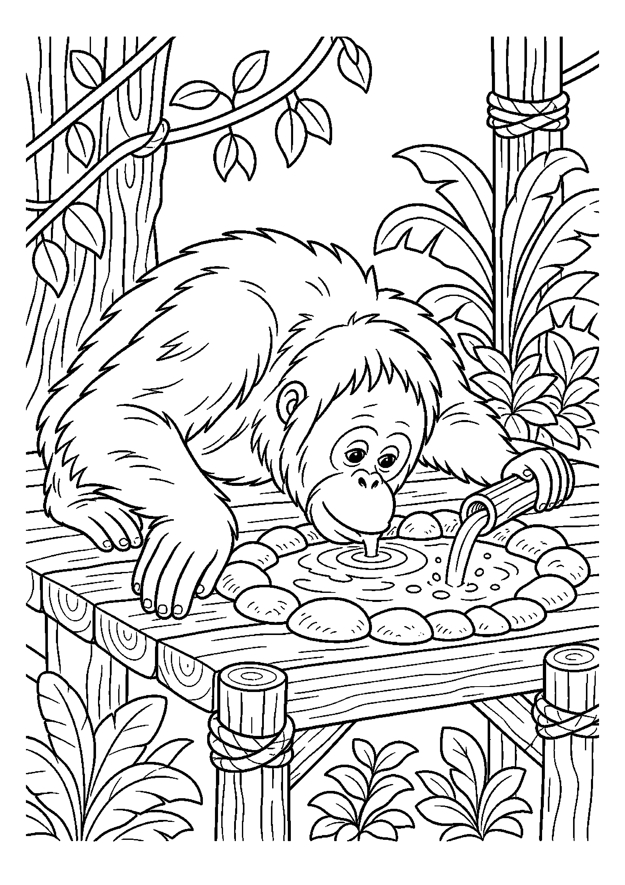 Orangutan pije wodę z małego źródła