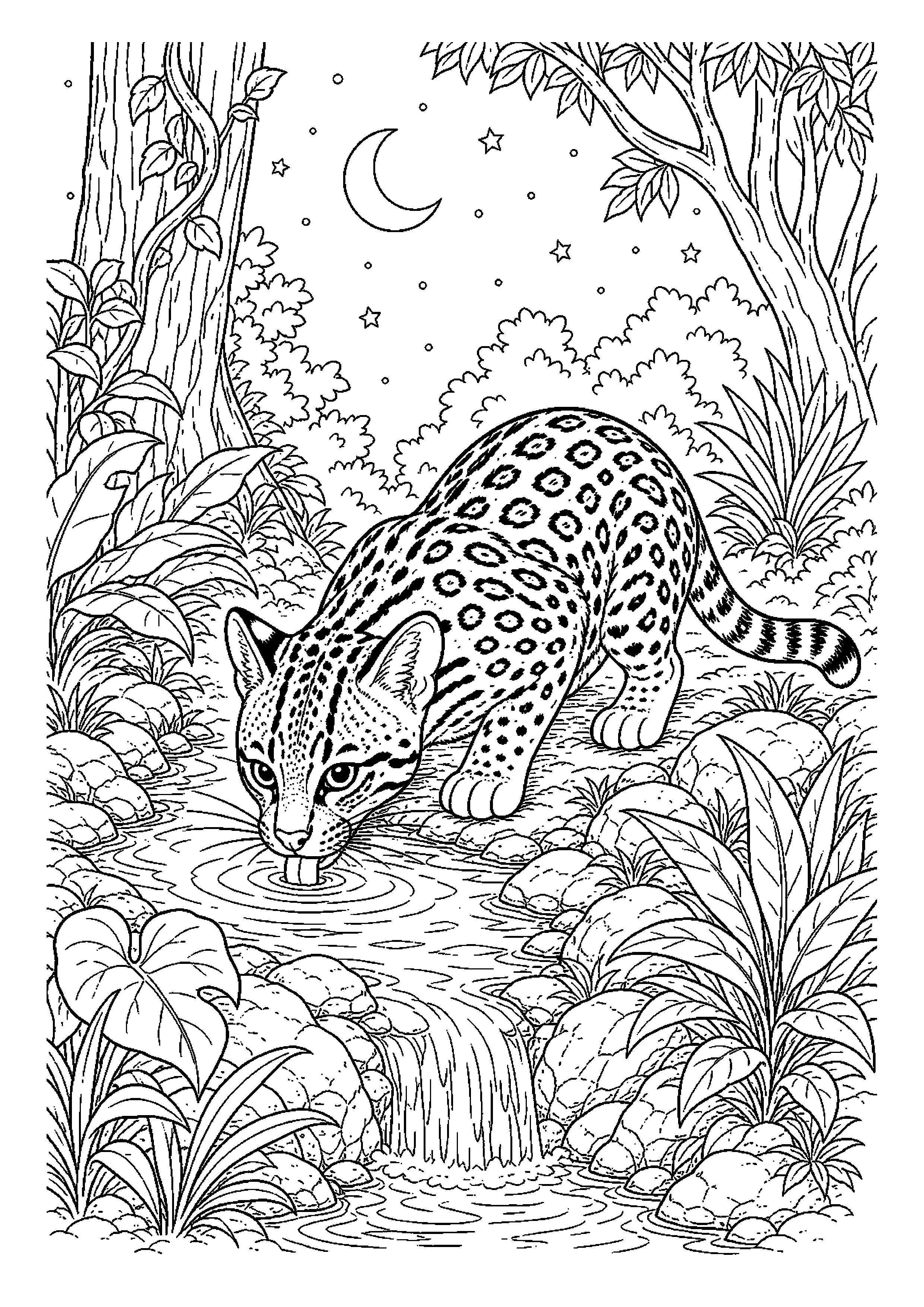 Ocelot pije wodę z małego źródła