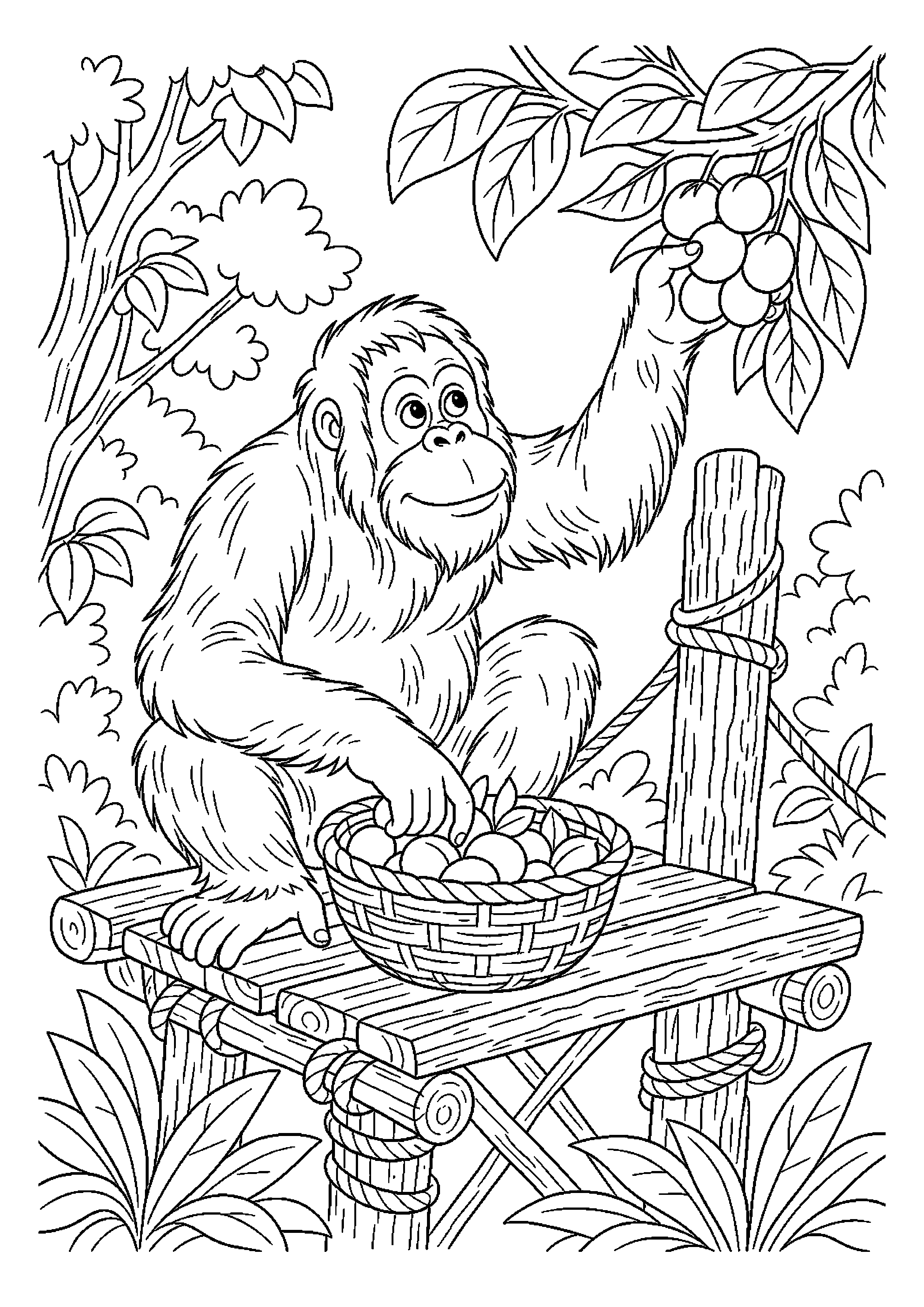 Orangutan szuka dojrzałych owoców