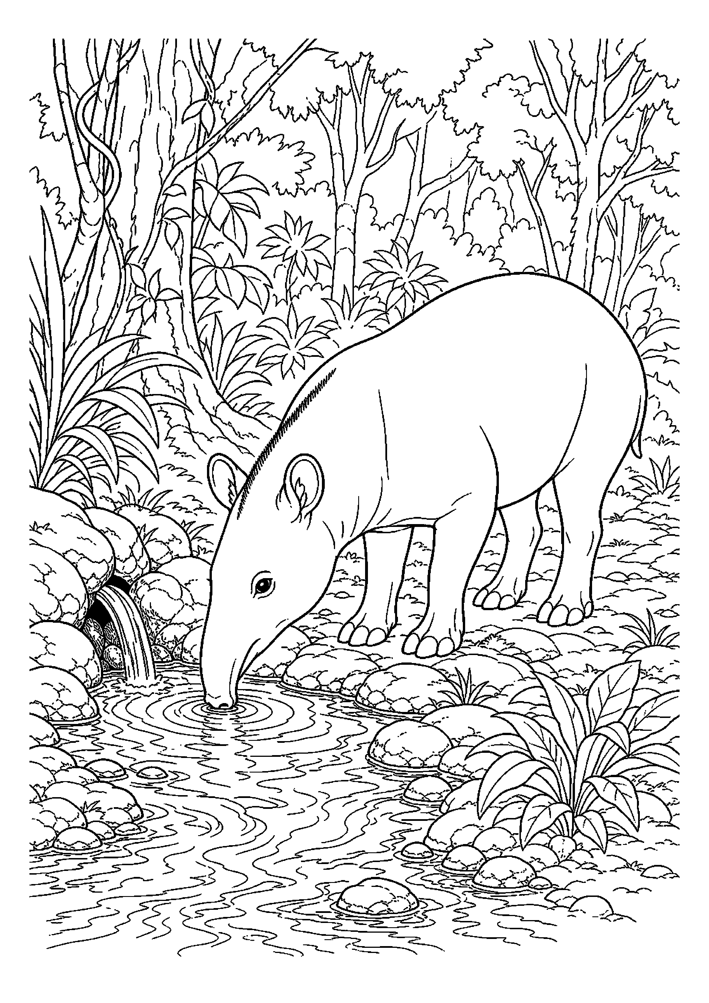 Tapir pije wodę z małego źródła
